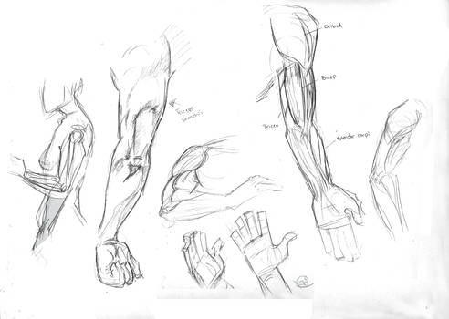 Anatomy - Arm