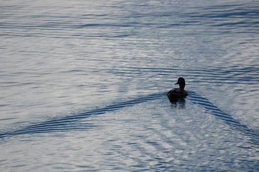 Papera nel lago