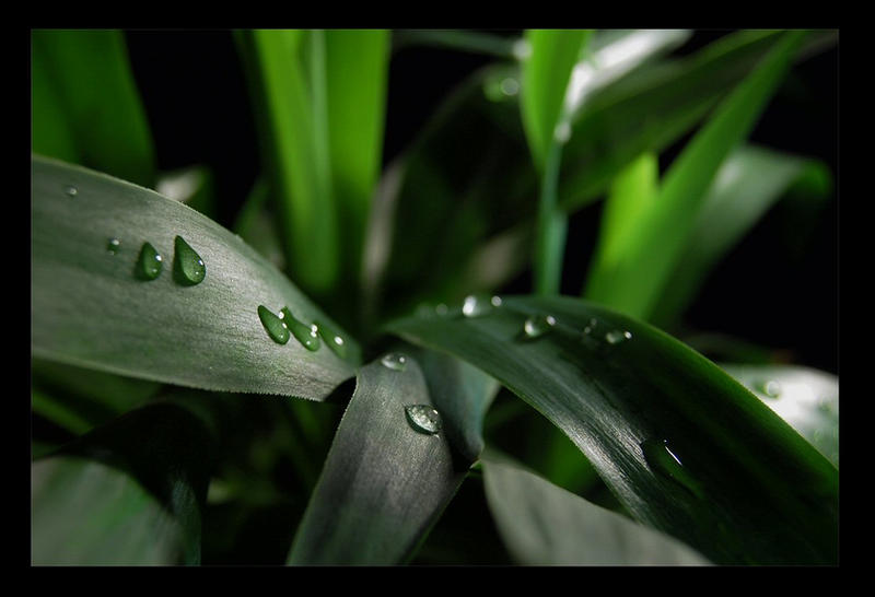 Black and green