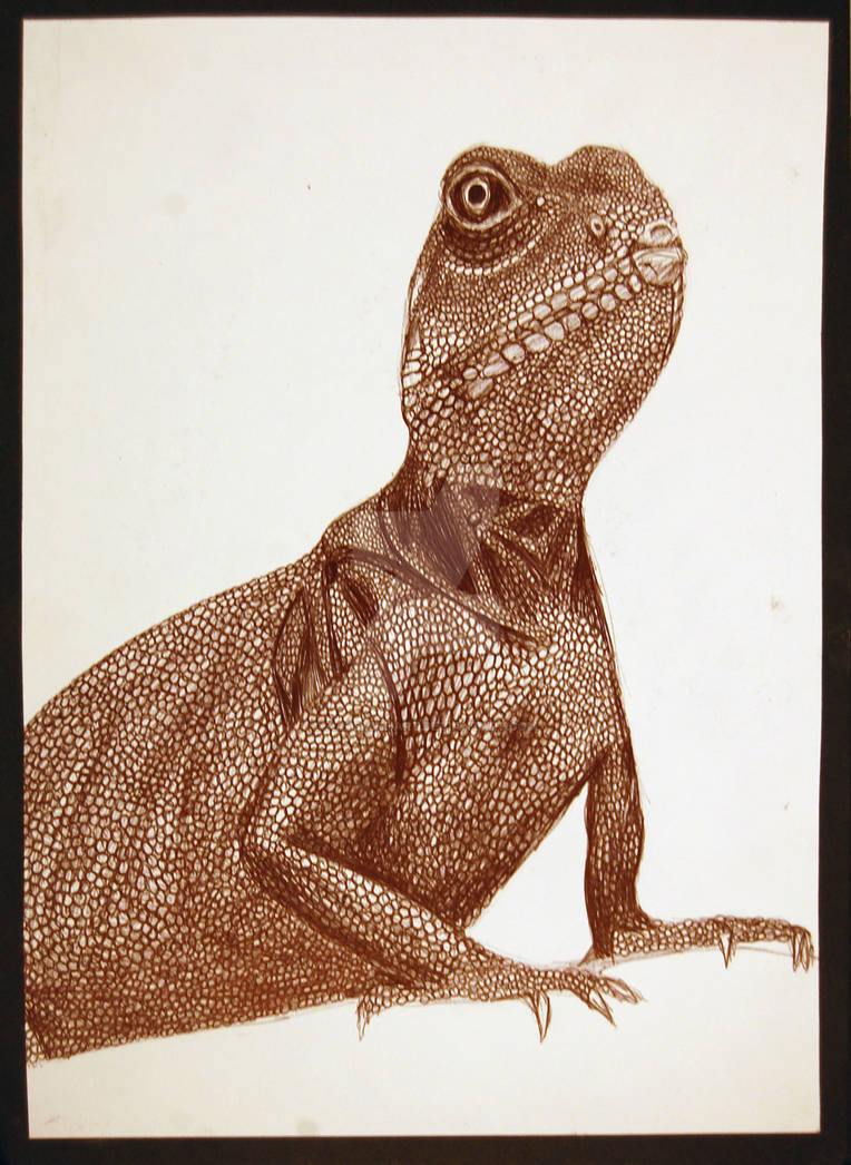 Biro Lizard by NatSmithArt on DeviantArt