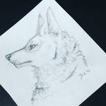 Wolf Sketch by StrawberrySpecs