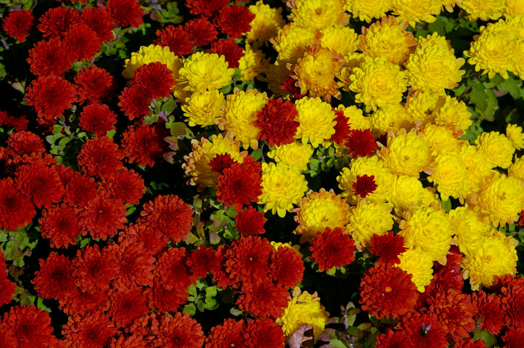 Mums by MidWestNature on DeviantArt