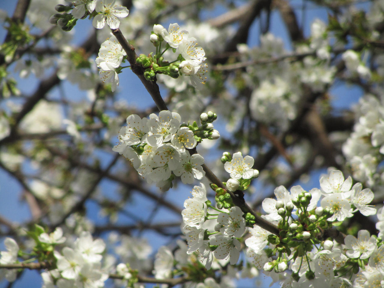 White petals