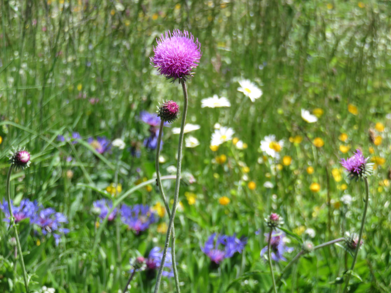 Fleurs Des Champs By Santian69 On Deviantart