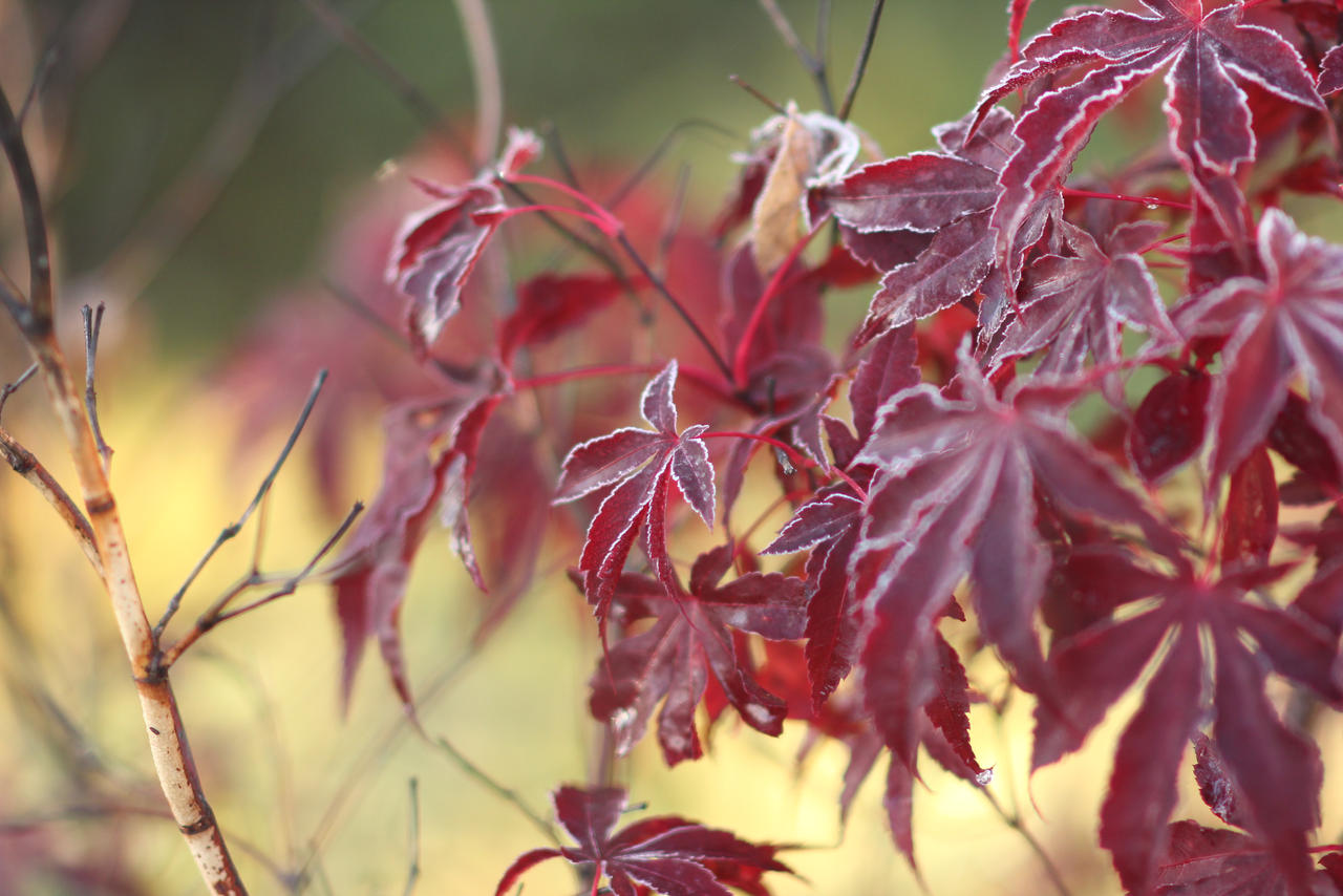 Ciselure by Santian69 on DeviantArt