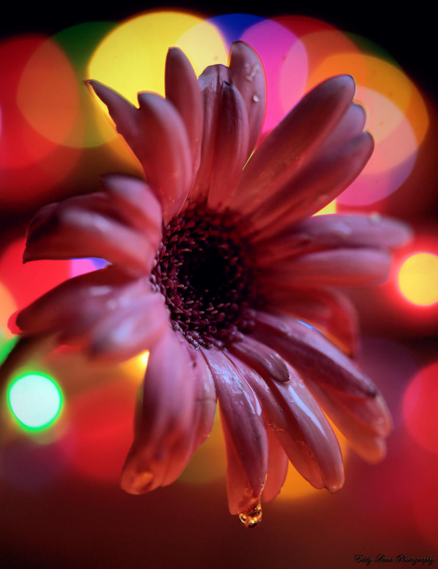 City Lights and a Flower