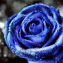 Blue Rose