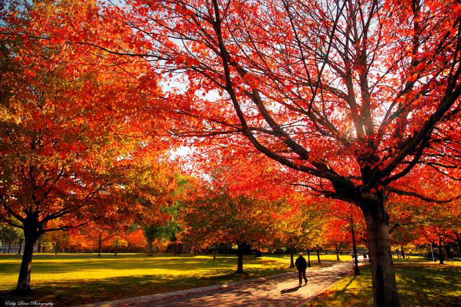 A Walk in the Park