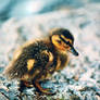The Lonely Duckling