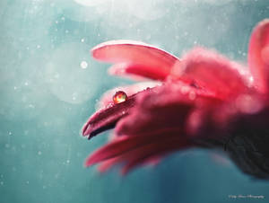 Invincible by MyLifeThroughTheLens Invincible by MyLifeThroughTheLens