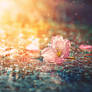 Without You Here