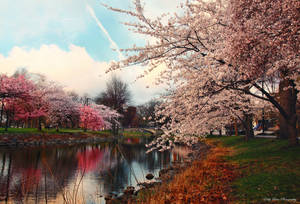 Spring in Boston I by MyLifeThroughTheLens