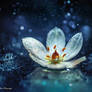 Wish upon a Star