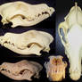 American foxhound skull - sold