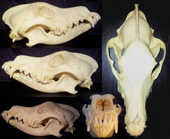 American foxhound skull - sold