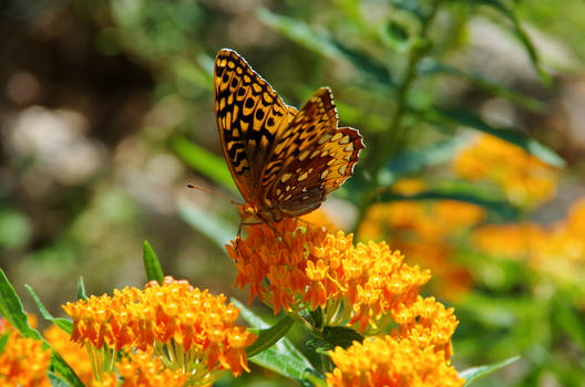 Orange-butterfly-on-Butterfly-plant_3.jpg