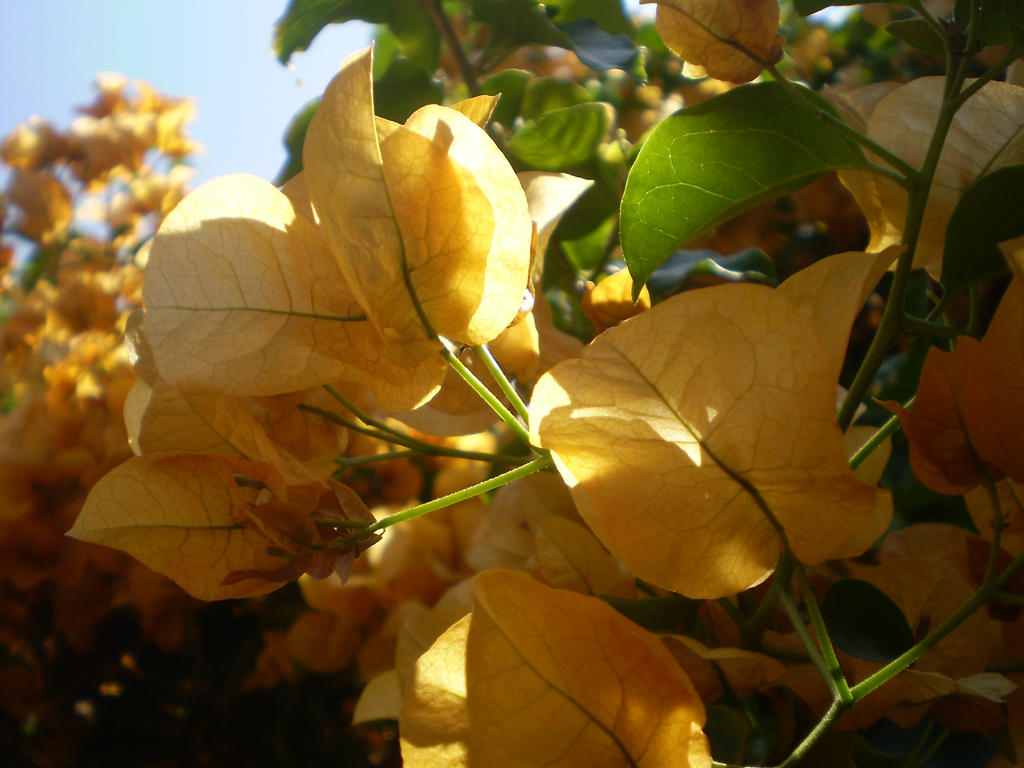 Bouganvilla flowers