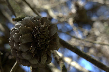 Pinecone!