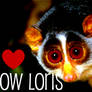 I Heart Slow Loris