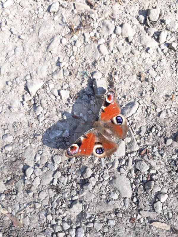 Peacock Butterfly