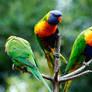 Parrot birds