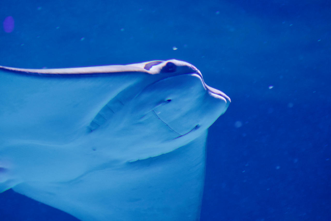 Cownose Ray Tooth Cownose Ray by mort2005 on DeviantArt