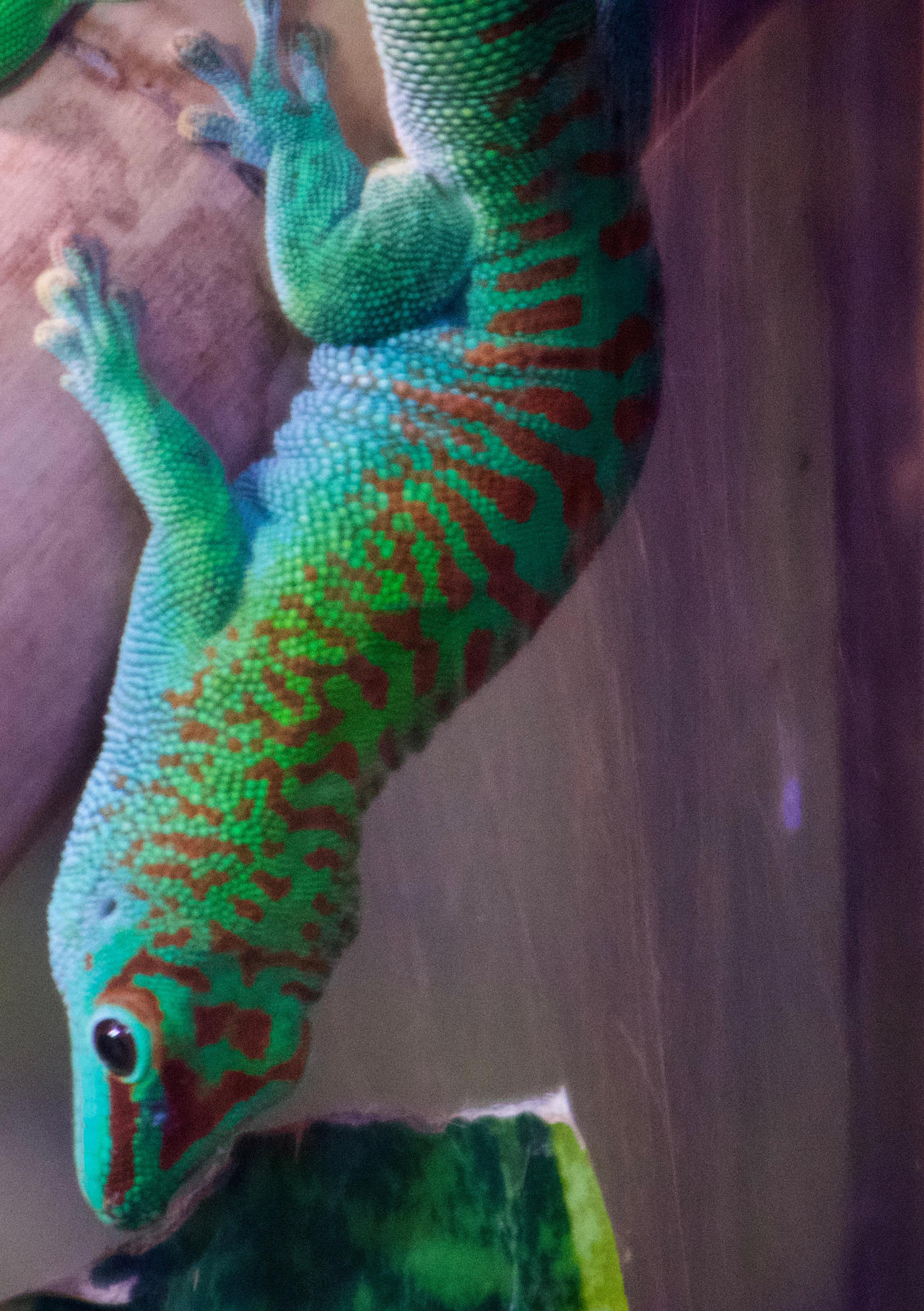 Moonlight Gecko Deviantart Madagascar Giant Day Gecko by mort2005 on DeviantArt