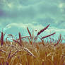 Wheat and Sky