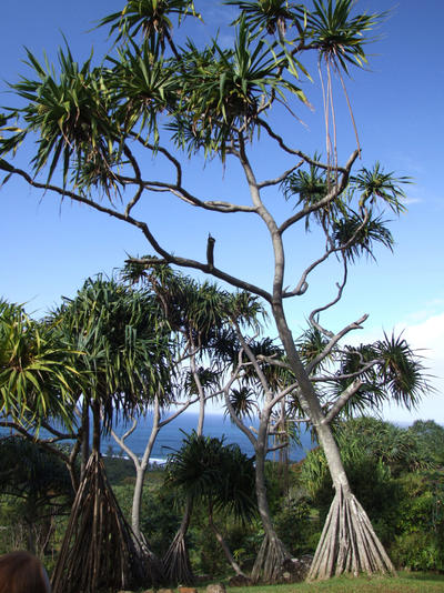 Hala Tree by fieckel on DeviantArt