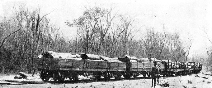 Logging train in Northern Rhodesia.