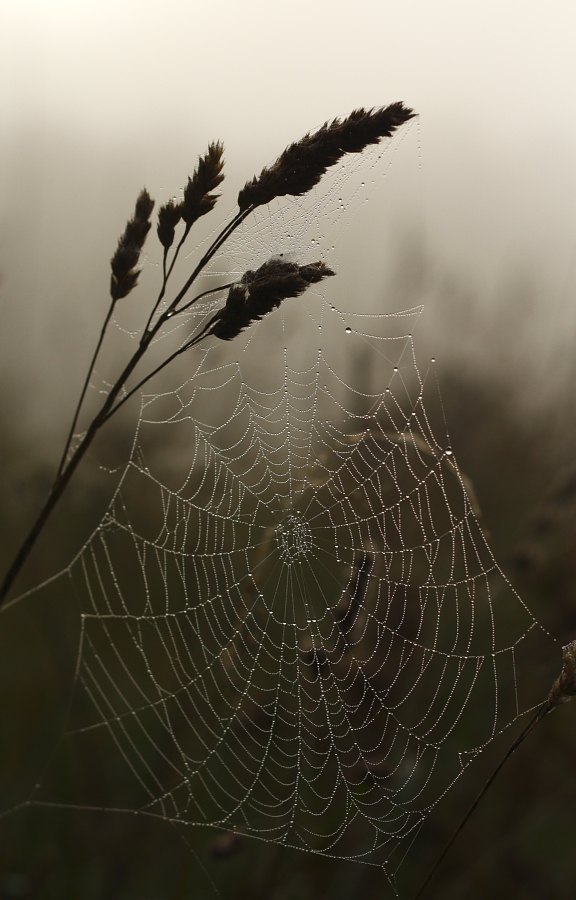 Web