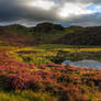 Summer Purples at Blackbeck