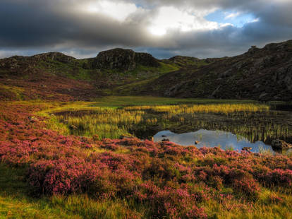 Summer Purples at Blackbeck