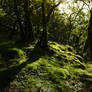 Hassness Woods - Buttermere