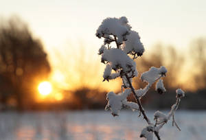 Sun and Snow