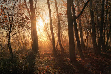 Autumn Trees