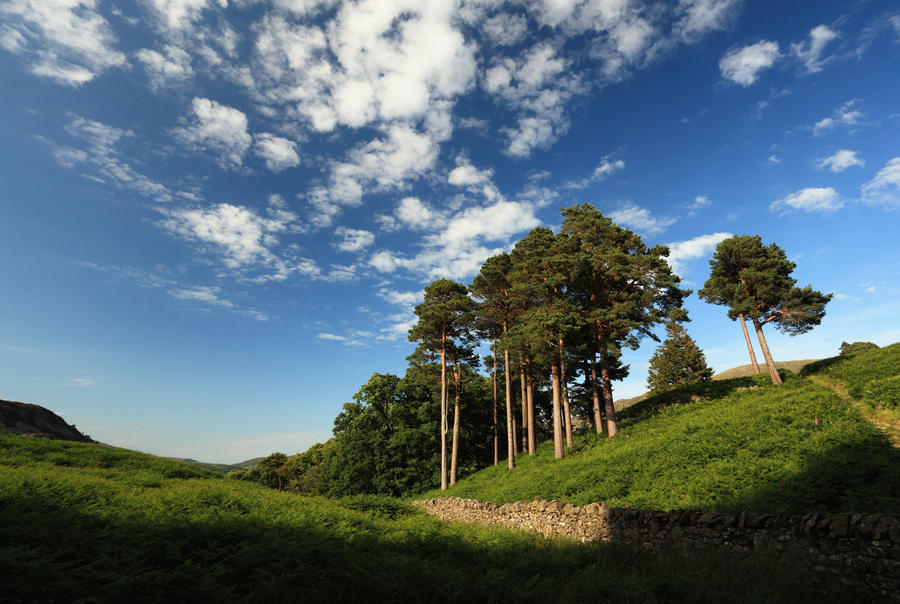 Tall Trees