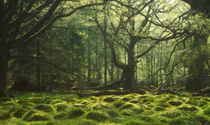 Mirkwood