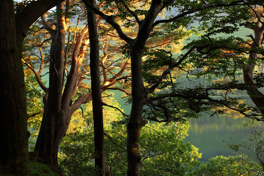 Buttermere Trees