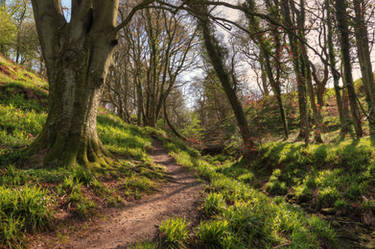 Northumberland Woods