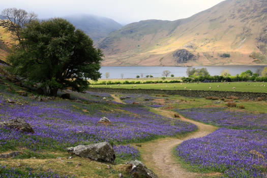 Fields of Blue