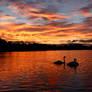 Sunset swans