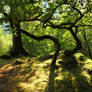 Dalegarth Woods