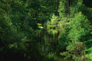 River of green