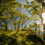 Crummock water trees