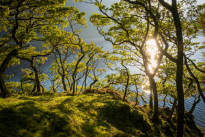 Crummock water trees
