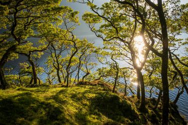 Crummock water trees
