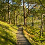 Walk in the woods
