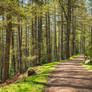 Thrunton woods