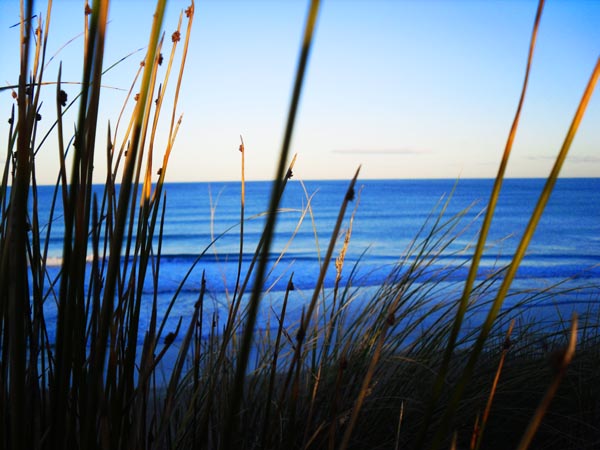 Serenity Through The Sedges